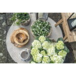 Rio kauss, tiikpuu, naturaalne, ø40×12 Sisustus