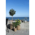 Viigipuu kunsttaim, roheline, kõrgus 60 cm Sisustus