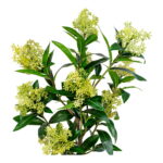 Skimmia kunsttaim, roheline, kõrgus 75 cm Sisustus
