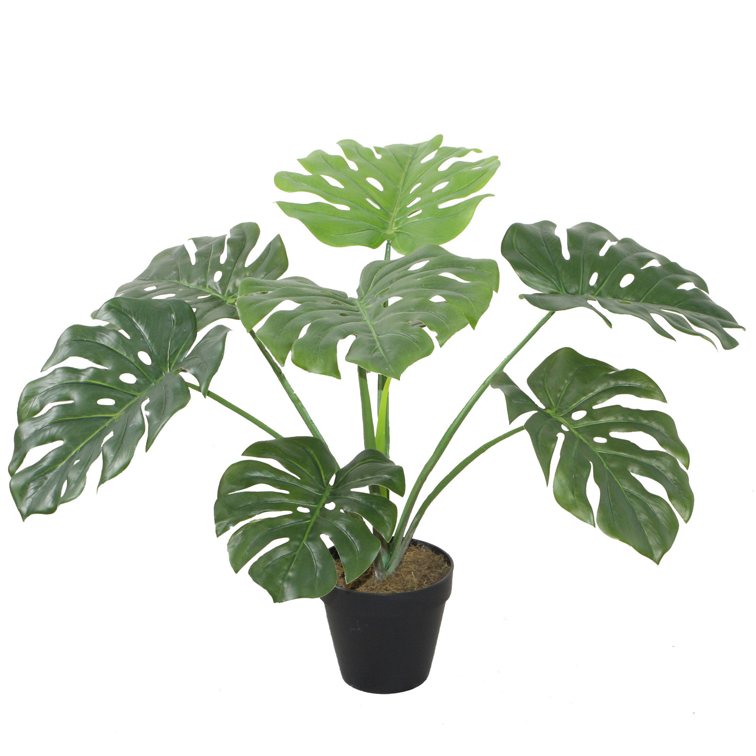 Kunsttaim MONSTERA, H60cm, must pott Kunstlilled ja kunsttaimed Kunstlilled ja kunsttaimed Kunsttaim MONSTERA, H60cm, must pott Kunstlilled ja kunsttaimed Kunstlilled ja kunsttaimed