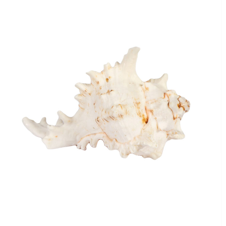 Decoration IN HOME 15xH10cm, shell Dekoratiivtooted Dekoratiivtooted