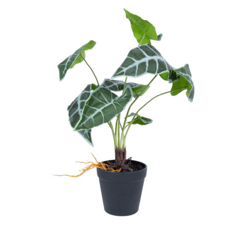 Kunsttaim GREENLAND H40cm, “Alocasia” Kunstlilled ja kunsttaimed Kunstlilled ja kunsttaimed