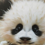 Seinapilt WALLY 40x50cm, panda beebi Maalid